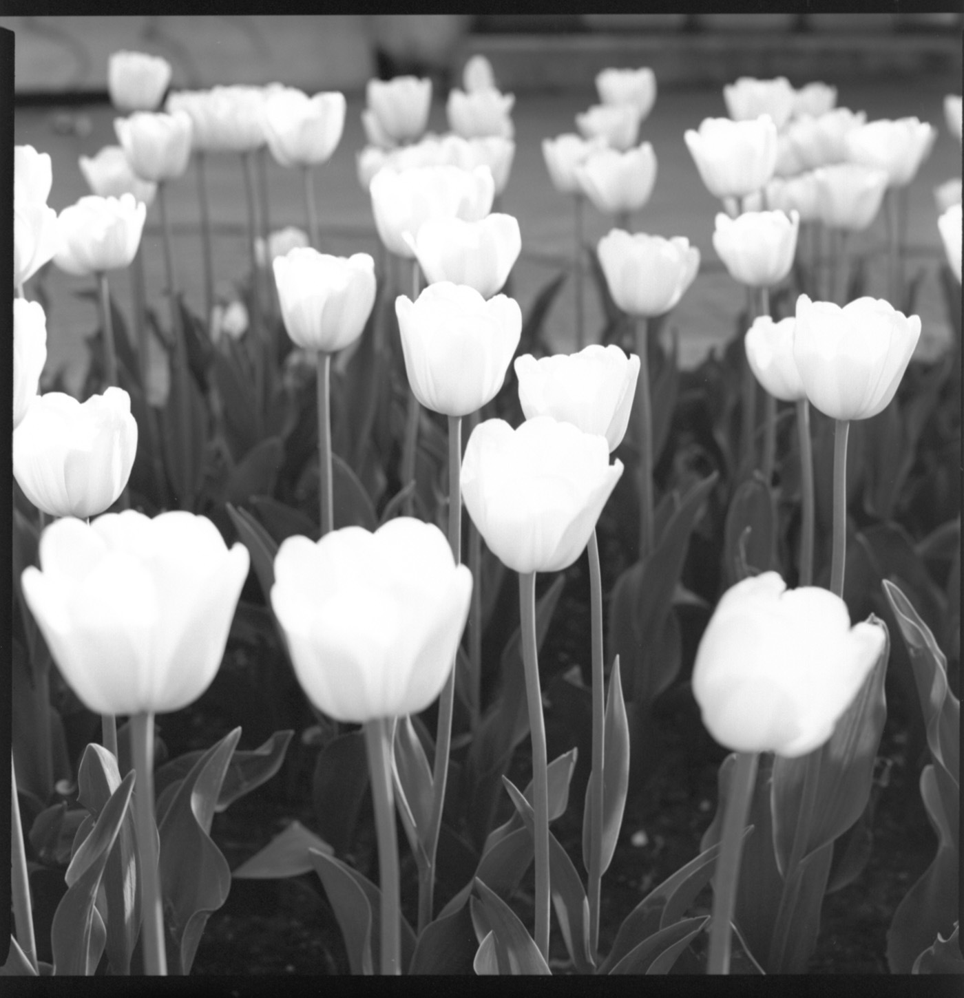 Le jaune des tulipes procédé croisé 2021